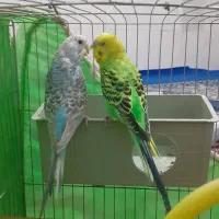 یک جفت مرغ عشق جوان