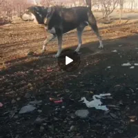 واگذاری|سگ|میاندوآب, |دیوار