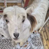 فروشی|حیوانات مزرعه|بندر امام خمینی, |دیوار