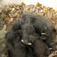 فنچ کرواتی آلبینو مولد و فنچ گلوبریده مولد به شرط