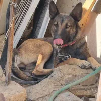 ماده مالینویز|سگ|کرمان, |دیوار