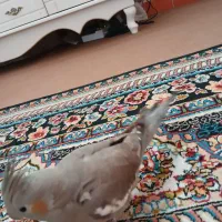 عروس هلندی گمشده|حیوانات|کرمانشاه, |دیوار