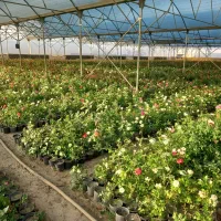 انواع گل رز