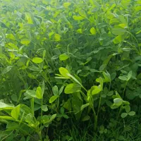شبدر تازه علوفه گاو اسب گوسفند خرگوش جایگزین یونجه