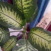 گل آپارتمانی و ویلایی|گل و گیاه طبیعی|بناب, |دیوار