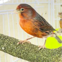 قناری نر آوازخوان