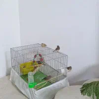 فنچ