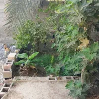 خانه اجاره ای|اجارهٔ خانه و ویلا|کهنوج, |دیوار