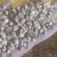 قوه خام روبستا درجه یک ویتنام