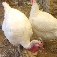 فروش یک جفت بوقلمون مولد نژاد بیوتی|حیوانات مزرعه|شیراز, شهرک والفجر|دیوار