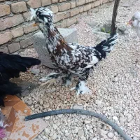 لهستانی سلطان.5عدد