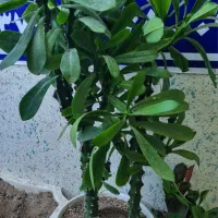 گیاه ( کاکتوس) از گل خانه به خانه|گل و گیاه طبیعی|مشهد, طبرسی شمالی|دیوار