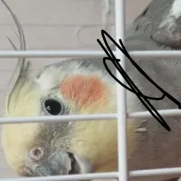 پیداشده