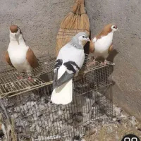 شیر سبز ماده با تاقدم نروماده