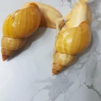 حلزون