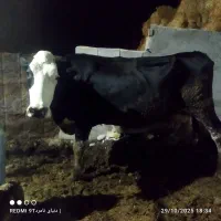 گاوو۲تاگوسالهسیمینتال|حیوانات مزرعه|فیروزآباد (فارس), |دیوار