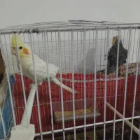 عروس هلندی دارم معاوضه میکنم باهرچیزیکه بدردم بخور