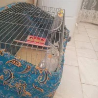 عروس هلندی سینامون|پرنده|قم, بنیاد|دیوار