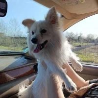 پامرین واگذاری