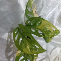 گل های خاص|گل و گیاه طبیعی|نیشابور, دارایی|دیوار