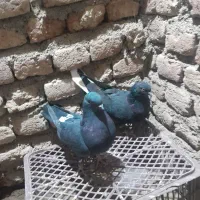 کبوتر دم سفید ماده|پرنده|ثمرین, |دیوار