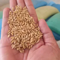 فروش نهادهای دامی