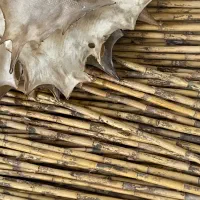 گره نی خام تعداد هزارتا به بالا درجه ۱