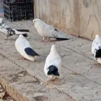 چند عدد کبوتر دم سیاه فروشی