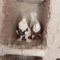 کبوتر خریدارم