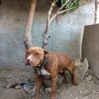 سگ پیت بول  اصیل نر ۲ساله