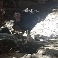 بوقلمون نر دوساله