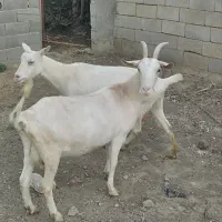 دو عدد بز سانن
