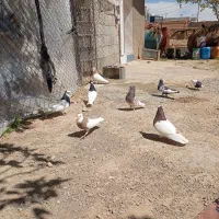 کفتر