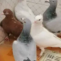 فروش تعدادی کبوتر