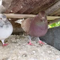 کفتر کله برنجی و سرخ