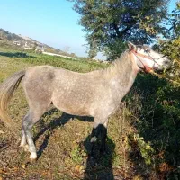 اسب نر  قیمت ۵۰ میلیون