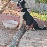 سگ نگهبان|سگ|احمدآبادمستوفی, |دیوار