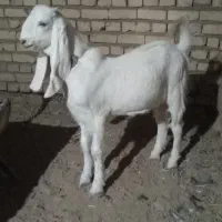 بزغاله نرگلابی خوش استیل.