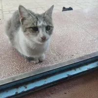 واگذاری بچه گربه