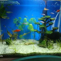 ماهی کاردینال،پلاتی،تترا،دلقک