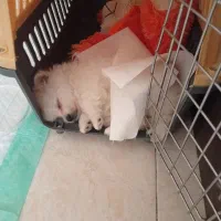 سگ پامرین سفید خرسی نر 70 روزه|سگ|پردیس, فاز ۸|دیوار