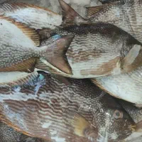 بار ماهی جنوب ساعت ۱۷ میرسه