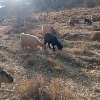 فروش تعدادی بزداشتی