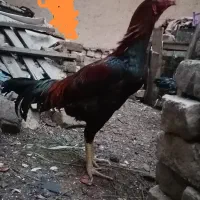 خروس و مرغ اصیل لاری|حیوانات مزرعه|قاسم‌آباد (خواف), |دیوار