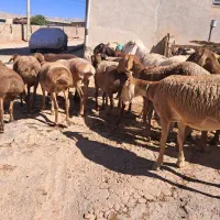 میش۰گوسفند ۰بز۰قوچ۰|حیوانات مزرعه|زاگرس, |دیوار