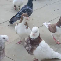 فروش کبوترطوقی شازده ،شهری،دمبی،مسافتی