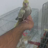 عروس هلندی دستی|پرنده|یاسوج, |دیوار