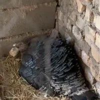 بوقلمون باجوجه