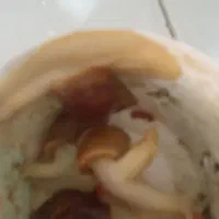 حلزون کلاژن ساز