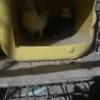 یک طوق کبوتر شازده سیاه ، سروکله دار مست|پرنده|هشتگرد, خور|دیوار